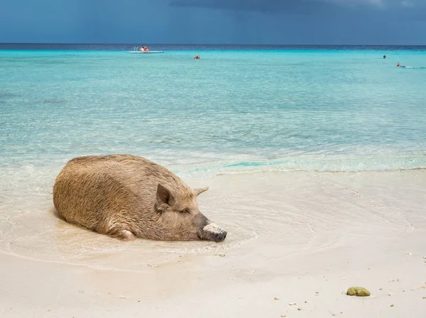 Hermosa Playa Tropical Con Jabalí — Foto de Stock