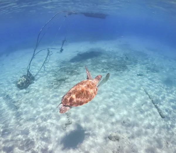 Черепаха Голубой Воде Океана — стоковое фото