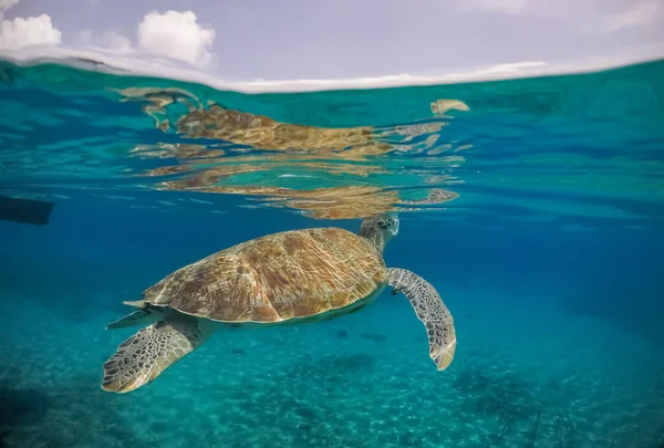 Tartaruga Nell Acqua Blu Dell Oceano — Foto Stock