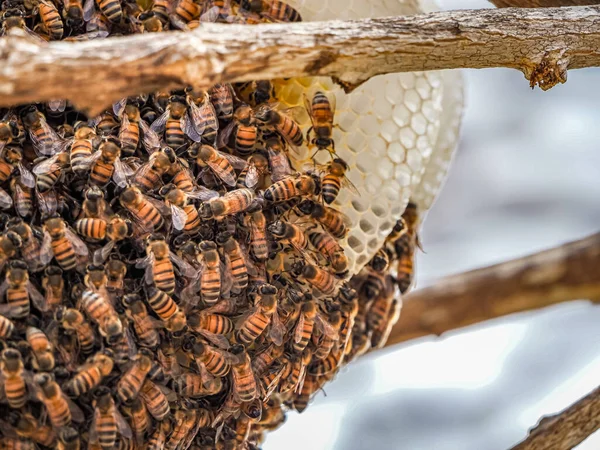 Bees Honeycomb Close — Stock Photo, Image