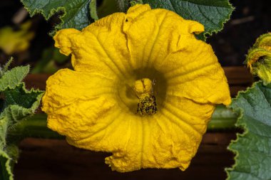 Kabak çiçeği mi Kabak çiçeği mi?