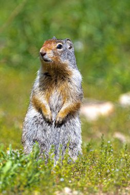 Hiawatha Dağ Bisiklet Patikası 'nda Kolombiya Yer Sincabı (Urocitellus Columbianus)
