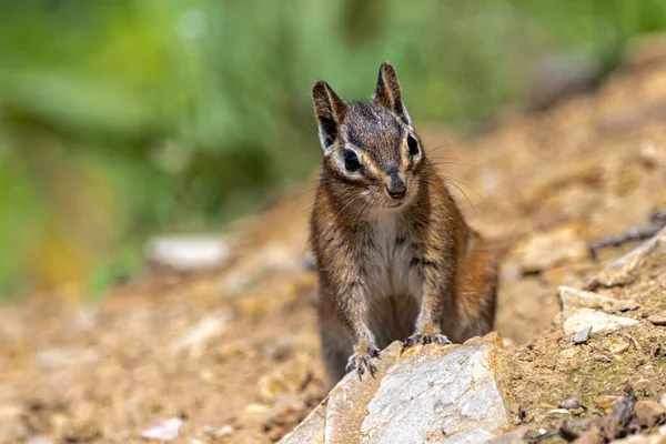 Uinta Chipmunk Tamias Umbrinus Hiawatha Mountain Bike Trail — Fotografia de Stock