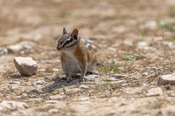 Uinta Chipmunk Tamias Umbrinus Hiawatha Mountain Bike Trail — Fotografia de Stock