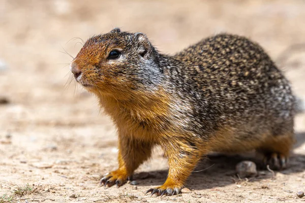 ヒワタマウンテンバイクトレイルのコロンビア グラウンド Urocitellus Colbianus — ストック写真