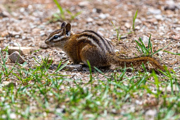 Uinta Chipmunk Tamias Umbrinus Hiawatha Mountain Bike Trail — Fotografia de Stock