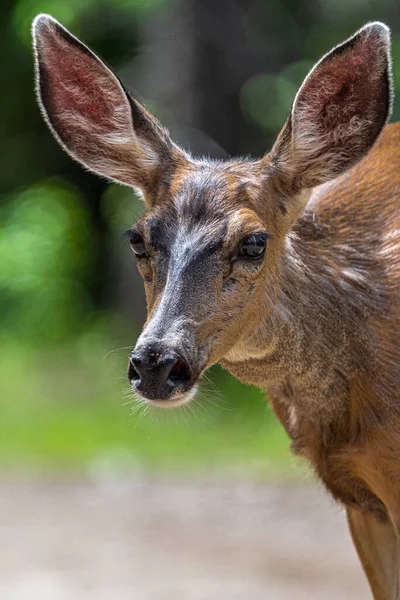 다호에서 수있는 Mule Deer Odocoileus Hemionus — 스톡 사진