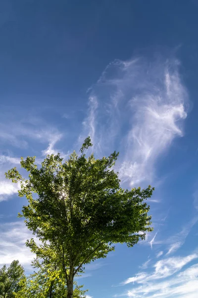 木と雲と空 — ストック写真