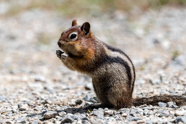 Esquilo Antílope Cauda Branca Ammospermophilus Leucurus — Fotografia de Stock