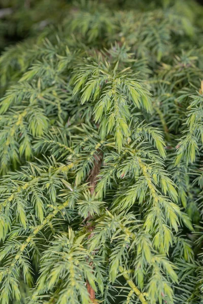 Листья Pingii Juniper Juniperus Pingii — стоковое фото