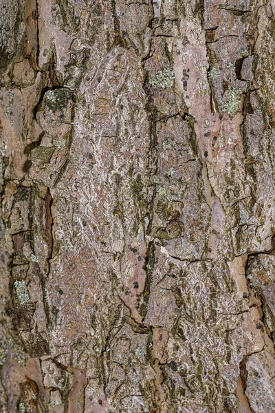 Çiçekli Yengeç Ağacı Kabuğu Malus Spektrometresi Erimiş Lava — Stok fotoğraf