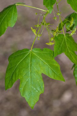 State Street Maple 'dan Yapraklar (Acer miyabei' Morton ')