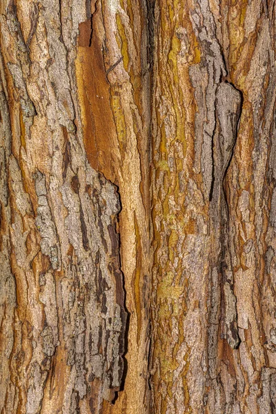 Kůra Anglického Hlohu Crataegus Laevigata Paul Scarlet — Stock fotografie