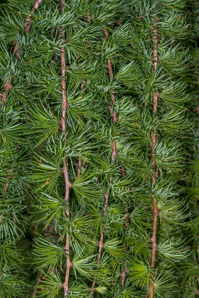 Folhas Larix Decidua Pêndulo — Fotografia de Stock