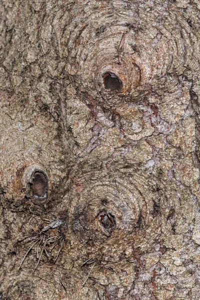 Кора Норвежской Ели Picea Abies — стоковое фото