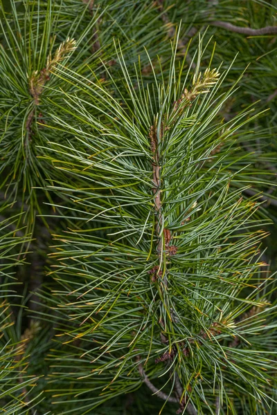 Листья Корейской Белой Сосны Pinus Koraiensis — стоковое фото