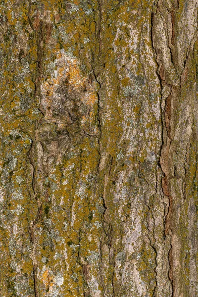 Corteccia Olmo Ibrido Accolade Ulmus Japonica Wilsoniana Morton — Foto Stock