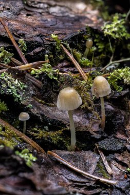 Liberty Cap benzeri Mantarlar Sonbaharda, Idaho