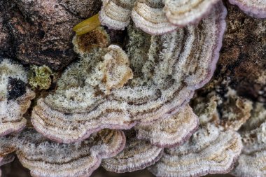 Parantez ya da raf mantarı, Ölü Ağaç, Idaho 'da yetişen çoklu gözenekler