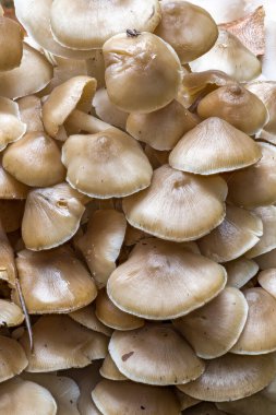 Idaho 'da bir ağaç gövdesinde mantar kümesi