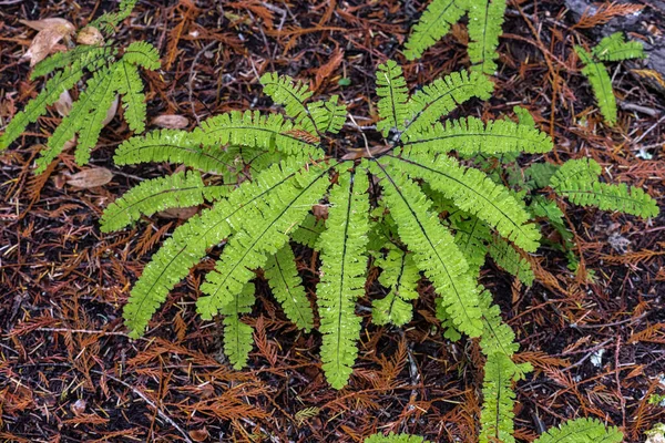 Batı Maidenhair Fern (Adiantum aleuticum), Idaho