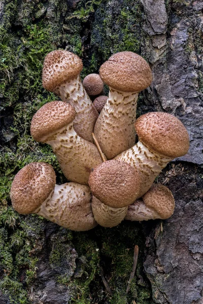 Agrupamento Cogumelos Tronco Árvore Idaho — Fotografia de Stock