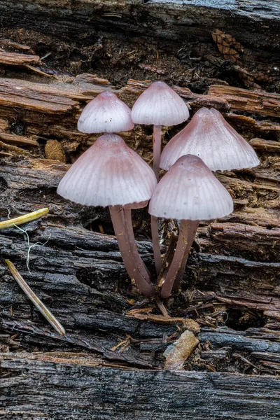 Liberty Cap Cogumelos Outono Idaho — Fotografia de Stock