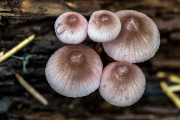 Champiñones Liberty Cap Fall Idaho —  Fotos de Stock