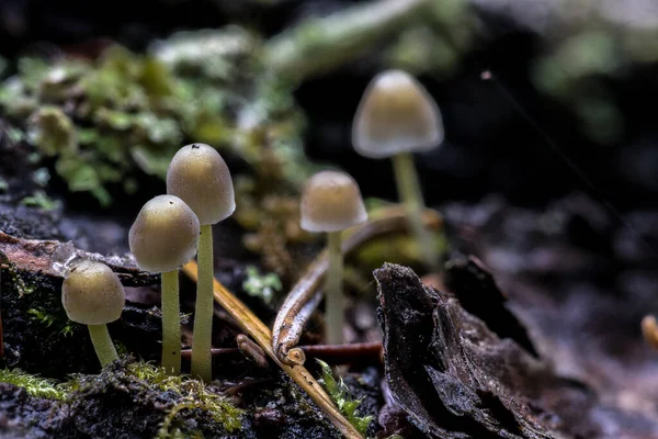 Liberty Cap Szerű Gomba Ősszel Idaho — Stock Fotó