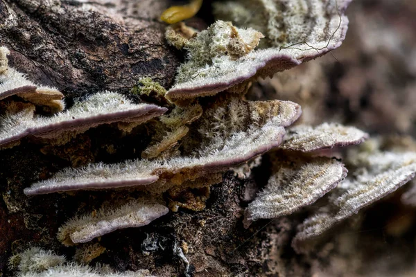 Fäste Eller Hylla Svamp Polyporer Som Växer Dead Tree Idaho — Stockfoto