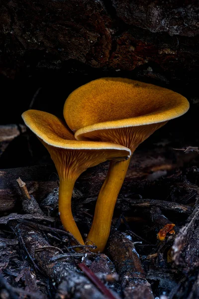 Champignons Poussant Automne Dans Nord Idaho — Photo