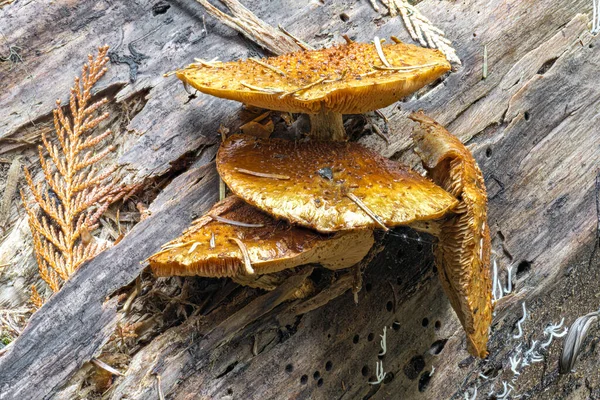 Agrupamento Cogumelos Tronco Árvore Idaho — Fotografia de Stock