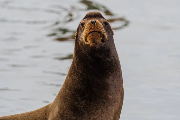 Leão Marinho Califórnia Zalophus Californianus Westport — Fotografia de Stock