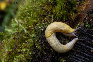 Pasifik muz sümüklü böceği (Ariolimax columbianus)