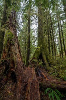 Willaby Creek Patikası boyunca yağmur ormanlarındaki ağaçlar, WA