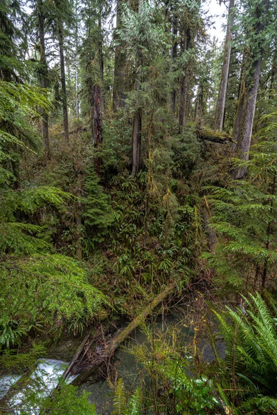 Τροπικό Δάσος Κατά Μήκος Του Willaby Creek Trail — Φωτογραφία Αρχείου