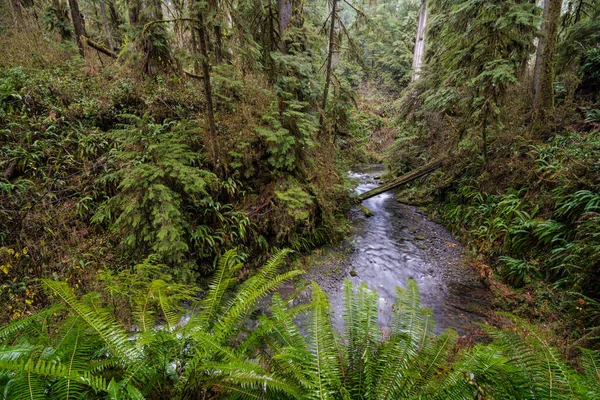 Willaby Creek Biegnie Przez Las Deszczowy — Zdjęcie stockowe