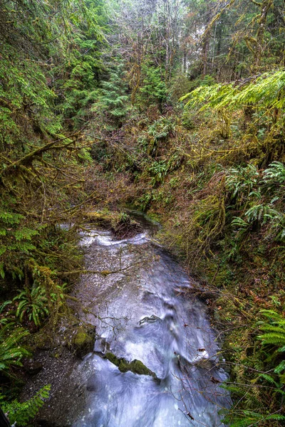 Willaby Creek Biegnie Przez Las Deszczowy — Zdjęcie stockowe