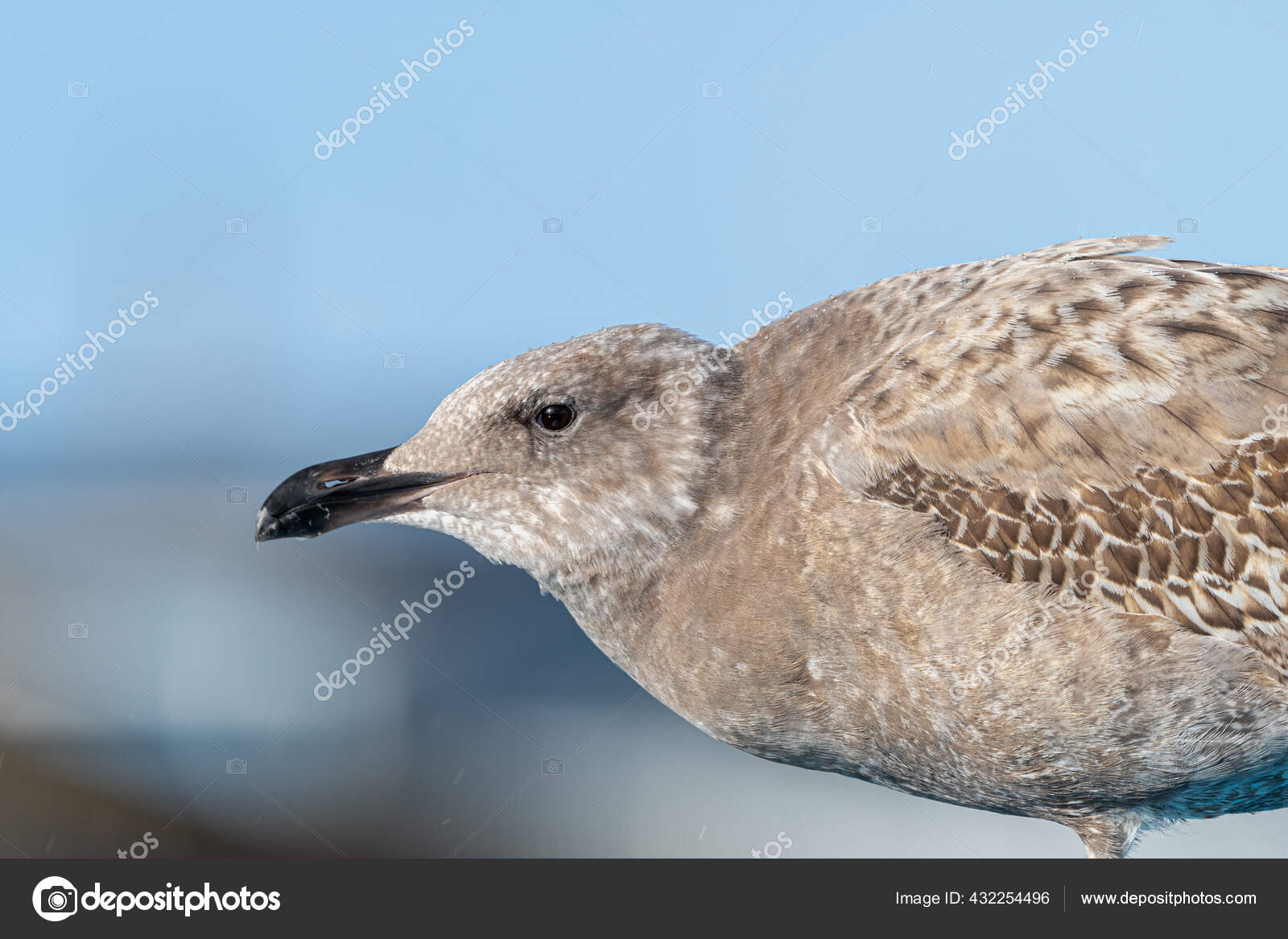Mouette Occidentale Juvenile Images Libres De Droit Photos De Mouette Occidentale Juvenile Depositphotos