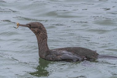 Westport, WA 'da Pelagic Cormorant (Phalacrocorax pelagicus)