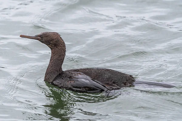 西澳大利亚州威斯特波特的中上层珊瑚 Phalacrocorax Pelagicus — 图库照片