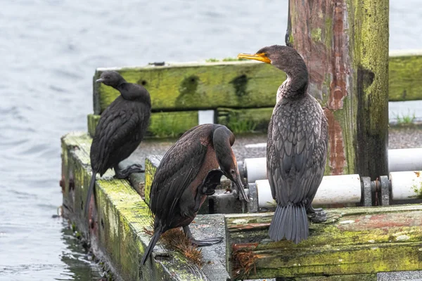 Cormorant Phalacrocorax Auritus Δεξιά Και Brandts Cormorant Phalacrocorax Penicillatus Μεσαία — Φωτογραφία Αρχείου