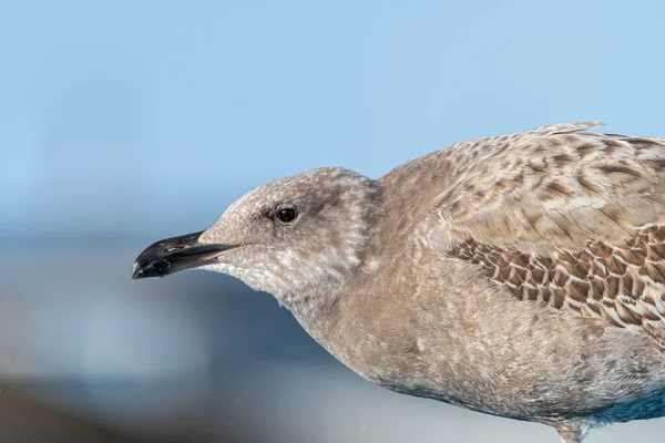 Első Téli Nyugati Sirály Larus Occidentalis — Stock Fotó