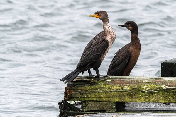 Cormorán Doble Cresta Phalacrocorax Auritus Frente Cormorán Brandts Phalacrocorax Penicillatus — Foto de Stock