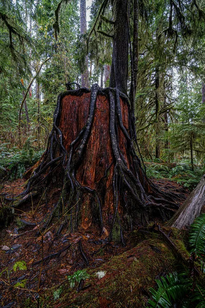 Стовбур Мертвого Дерева Редвуда Вирощеного Іншим Деревом — стокове фото