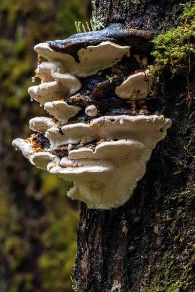 Hongos Los Árboles Parque Nacional Olímpico —  Fotos de Stock