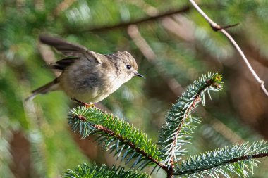 Yakut kaplama Kinglet (Regulus calendula) yiyecek arayışında