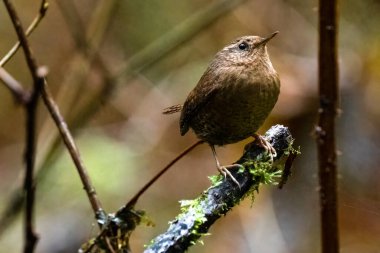 Tüneyen Pasifik Wren (Troglodites pacificus)