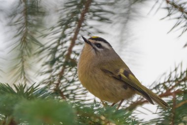 Altın kaplama Kinglet (regulus satrapa)