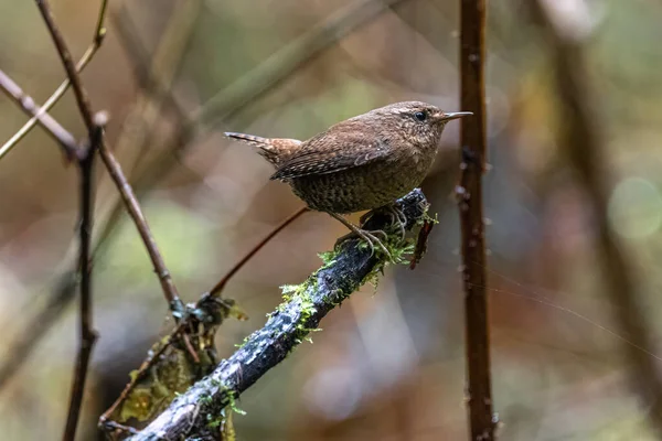 Perching Pacific Wren Troglodytes Pacificus — Fotografia de Stock